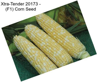 Xtra-Tender 20173 - (F1) Corn Seed