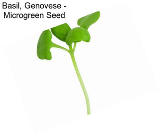 Basil, Genovese - Microgreen Seed