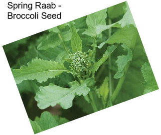 Spring Raab - Broccoli Seed