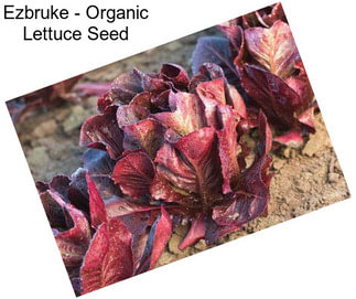 Ezbruke - Organic Lettuce Seed