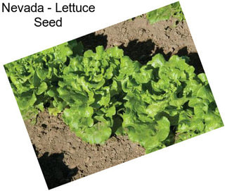 Nevada - Lettuce Seed
