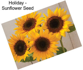 Holiday - Sunflower Seed