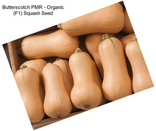 Butterscotch PMR - Organic (F1) Squash Seed