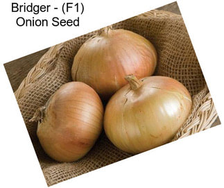 Bridger - (F1) Onion Seed