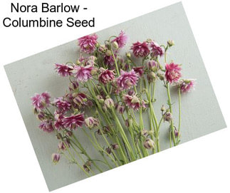 Nora Barlow - Columbine Seed