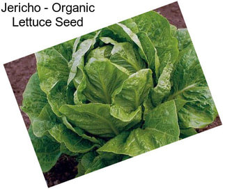 Jericho - Organic Lettuce Seed