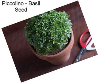 Piccolino - Basil Seed