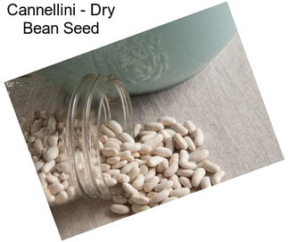 Cannellini - Dry Bean Seed