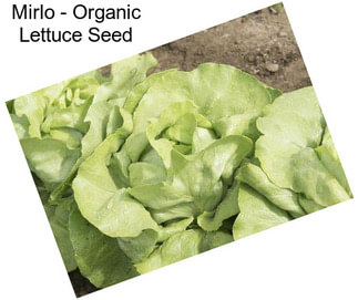 Mirlo - Organic Lettuce Seed