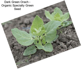 Dark Green Orach - Organic Specialty Green Seed