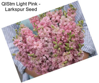 QIStm Light Pink - Larkspur Seed