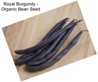 Royal Burgundy - Organic Bean Seed