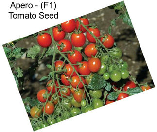 Apero - (F1) Tomato Seed