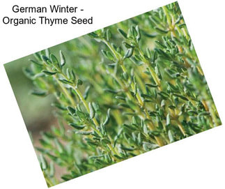 German Winter - Organic Thyme Seed