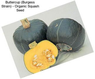 Buttercup (Burgess Strain) - Organic Squash Seed