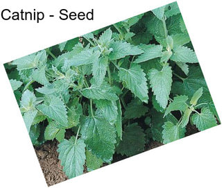 Catnip - Seed