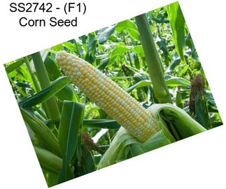 SS2742 - (F1) Corn Seed