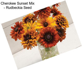 Cherokee Sunset Mix - Rudbeckia Seed