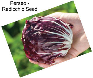 Perseo - Radicchio Seed