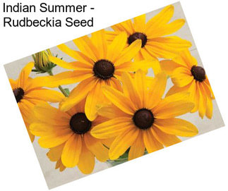 Indian Summer - Rudbeckia Seed