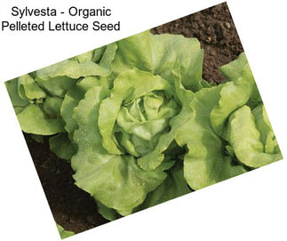 Sylvesta - Organic Pelleted Lettuce Seed