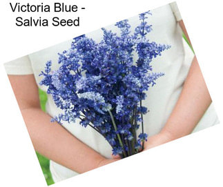 Victoria Blue - Salvia Seed