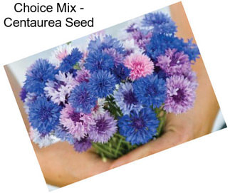 Choice Mix - Centaurea Seed