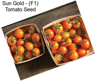 Sun Gold - (F1) Tomato Seed