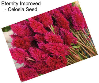 Eternity Improved - Celosia Seed