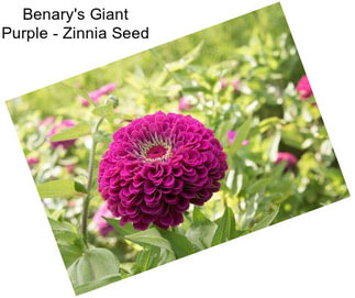 Benary\'s Giant Purple - Zinnia Seed