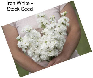 Iron White - Stock Seed