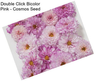 Double Click Bicolor Pink - Cosmos Seed