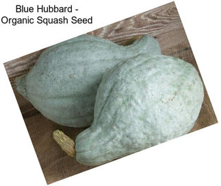 Blue Hubbard - Organic Squash Seed