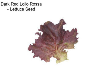 Dark Red Lollo Rossa - Lettuce Seed