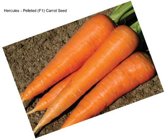 Hercules - Pelleted (F1) Carrot Seed