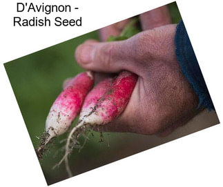 D\'Avignon - Radish Seed