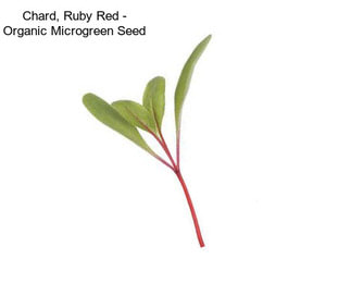 Chard, Ruby Red - Organic Microgreen Seed