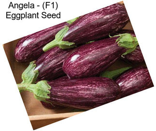 Angela - (F1) Eggplant Seed