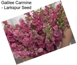 Galilee Carmine - Larkspur Seed