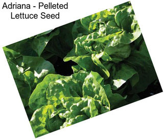 Adriana - Pelleted Lettuce Seed