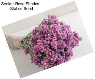 Seeker Rose Shades - Statice Seed
