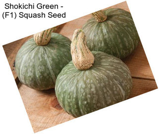 Shokichi Green - (F1) Squash Seed