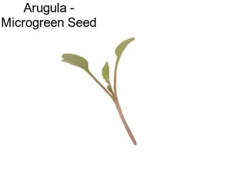 Arugula - Microgreen Seed