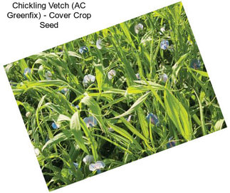 Chickling Vetch (AC Greenfix) - Cover Crop Seed