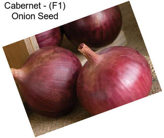 Cabernet - (F1) Onion Seed