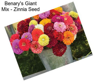 Benary\'s Giant Mix - Zinnia Seed