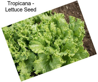 Tropicana - Lettuce Seed