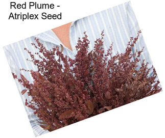 Red Plume - Atriplex Seed