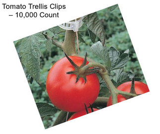 Tomato Trellis Clips – 10,000 Count