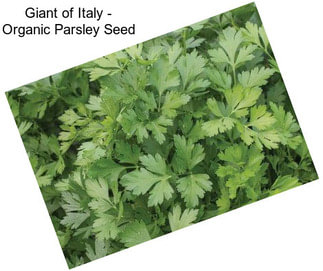 Giant of Italy - Organic Parsley Seed